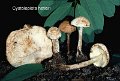 Cystolepiota hetieri-amf1188